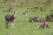 plain_zebra (8)